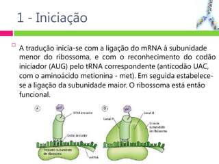 1 - Iniciação

A tradução inicia-se com a ligação do mRNA à subunidade
menor do ribossoma, e com o reconhecimento do codão
iniciador (AUG) pelo tRNA correspondente (anticodão UAC,
com o aminoácido metionina - met). Em seguida estabelece-
se a ligação da subunidade maior. O ribossoma está então
funcional.
 