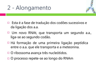 2 - Alongamento





Esta é a fase de tradução dos codões sucessivos e
da ligação dos a.a.
Um novo RNAt, que transporta um segundo a.a.,
liga-se ao segundo codão.
Há formação de uma primeira ligação peptídica
entre o a.a. que ele transporta e a meteonina.
O ribossoma avança três nucleótidos.
O processo repete-se ao longo do RNAm
 