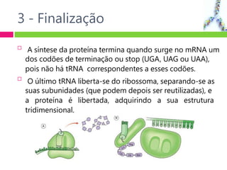 3 - Finalização


A síntese da proteína termina quando surge no mRNA um
dos codões de terminação ou stop (UGA, UAG ou UAA),
pois não há tRNA correspondentes a esses codões.
O último tRNA liberta-se do ribossoma, separando-se as
suas subunidades (que podem depois ser reutilizadas), e
a proteína é libertada, adquirindo a sua estrutura
tridimensional.
 