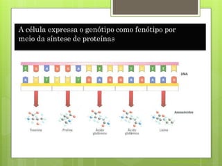 A célula expressa o genótipo como fenótipo por
meio da síntese de proteínas
Nuno Correia 2011/12
 
