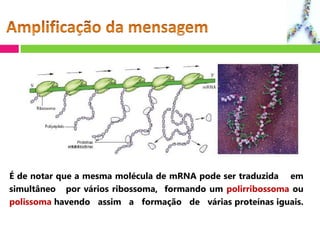 É de notar que a mesma molécula de mRNA pode ser traduzida em
simultâneo por vários ribossoma, formando um polirribossoma ou
polissoma havendo assim a formação de várias proteínas iguais.
 