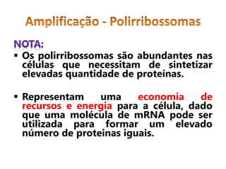  Os polirribossomas são abundantes nas
células que necessitam de sintetizar
elevadas quantidade de proteínas.
 Representam uma economia de
recursos e energia para a célula, dado
que uma molécula de mRNA pode ser
utilizada para formar um elevado
número de proteinas iguais.
 