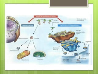 Nuno Correia 2011/12
 