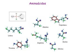 Aminoácidos
 