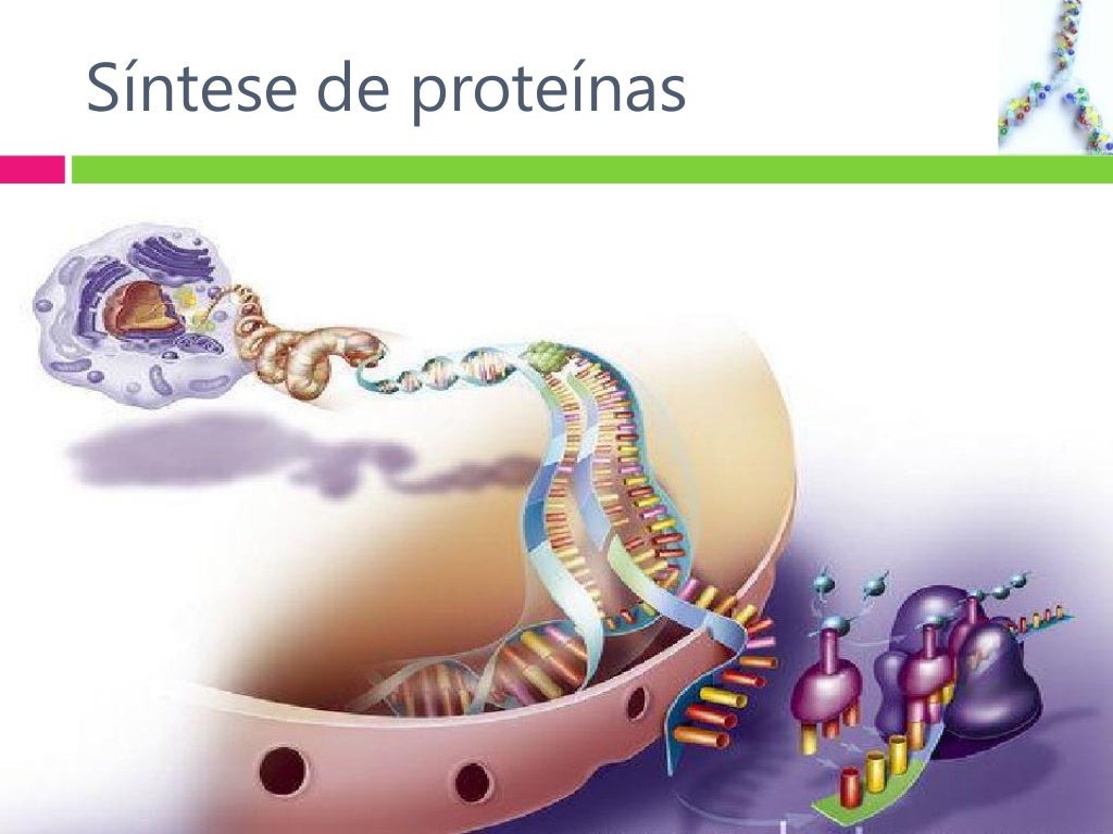 Síntese proteica