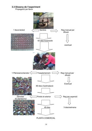 3.3 Disseny de l’experiment
    Propagació per llavor




 1 llavor/alvèol                Sembra              Reg manual per
                                                      difusió



                              63 dies hivernacle

                                                        eventual




1 Plàntula/contenidor        Trasplantament         Reg manual per
                                                        difusió



                                                       Eventual
                            89 dies d’aclimatació




     Densitat:               Portat al exterior       Reg per aspersió
   42 plantes/m2



                                      49 dies          3 dies/setmana




                            PLANTA COMERCIAL


                                       14
 