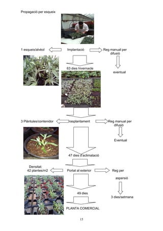 Propagació per esqueix




1 esqueix/alvèol         Implantació              Reg manual per
                                                      difusió



                         63 dies hivernacle
                                                       eventual




3 Plàntules/contenidor   Trasplantament             Reg manual per
                                                       difusió



                                                        Eventual



                          47 dies d’aclimatació


     Densitat:
    42 plantes/m2        Portat al exterior            Reg per

                                                         aspersió



                                49 dies
                                                      3 dies/setmana


                         PLANTA COMERCIAL


                                  15
 