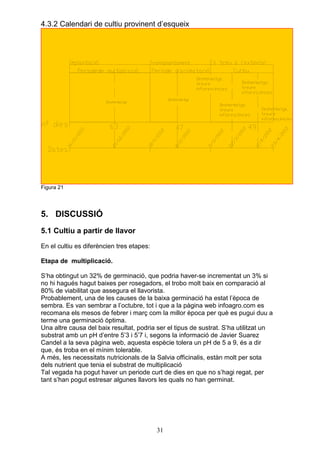 4.3.2 Calendari de cultiu provinent d’esqueix




Figura 21




5. DISCUSSIÓ
5.1 Cultiu a partir de llavor
En el cultiu es diferèncien tres etapes:

Etapa de multiplicació.

S’ha obtingut un 32% de germinació, que podria haver-se incrementat un 3% si
no hi hagués hagut baixes per rosegadors, el trobo molt baix en comparació al
80% de viabilitat que assegura el llavorista.
Probablement, una de les causes de la baixa germinació ha estat l’època de
sembra. Es van sembrar a l’octubre, tot i que a la pàgina web infoagro.com es
recomana els mesos de febrer i març com la millor època per què es pugui duu a
terme una germinació òptima.
Una altre causa del baix resultat, podria ser el tipus de sustrat. S’ha utilitzat un
substrat amb un pH d’entre 5’3 i 5’7 i, segons la informació de Javier Suarez
Candel a la seva pàgina web, aquesta espècie tolera un pH de 5 a 9, és a dir
que, és troba en el mínim tolerable.
A més, les necessitats nutricionals de la Salvia officinalis, estàn molt per sota
dels nutrient que tenia el substrat de multiplicació
Tal vegada ha pogut haver un periode curt de dies en que no s’hagi regat, per
tant s’han pogut estresar algunes llavors les quals no han germinat.




                                           31
 