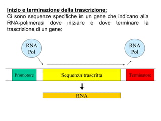Inizio e terminazione della trascrizione: Ci sono sequenze specifiche in un gene che indicano alla RNA-polimerasi dove iniziare e dove terminare la trascrizione di un gene: Promotore Sequenza trascritta Terminatore RNA Pol RNA Pol RNA 