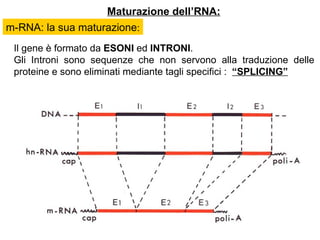 Maturazione dell’RNA: Il gene è formato da  ESONI  ed  INTRONI .  Gli Introni sono sequenze che non servono alla traduzione delle proteine e sono eliminati mediante tagli specifici :  “SPLICING” m-RNA: la sua maturazione : 