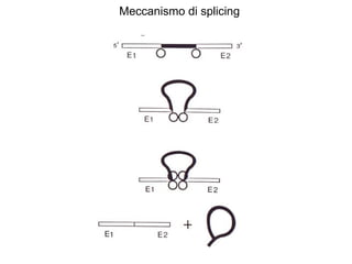 Meccanismo di splicing 