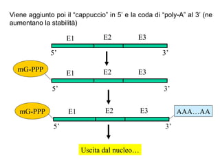 Viene aggiunto poi il “cappuccio” in 5’ e la coda di “poly-A” al 3’ (ne aumentano la stabilità) mG-PPP E1 E2 E3 E1 E2 E3 E1 E2 E3 AAA…AA mG-PPP 5’ 3’ 5’ 5’ 3’ 3’ Uscita dal nucleo… 