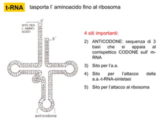 t-RNA tasporta l’ aminoacido fino al ribosoma 4 siti importanti: ANTICODONE: sequenza di 3 basi che si appaia al corrispettico CODONE sull’ m-RNA Sito per l’a.a. Sito per l’attacco della a.a.-t-RNA-sintetasi Sito per l’attacco al ribosoma 