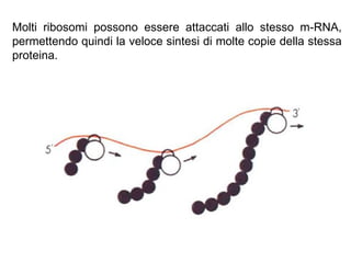Molti ribosomi possono essere attaccati allo stesso m-RNA, permettendo quindi la veloce sintesi di molte copie della stessa proteina. 