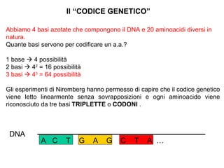 Il “CODICE GENETICO” Abbiamo 4 basi azotate che compongono il DNA e 20 aminoacidi diversi in natura. Quante basi servono per codificare un a.a.? 1 base    4 possibilità 2 basi    4 2  = 16 possibilità 3 basi    4 3  = 64 possibilità Gli esperimenti di Niremberg hanno permesso di capire che il codice genetico viene letto linearmente senza sovrapposizioni e ogni aminoacido viene riconosciuto da tre basi  TRIPLETTE  o  CODONI  . DNA A  C  T  G  A  G  C  T  A  … 