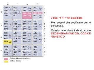 3 basi    4 3  = 64 possibilità   Più  codoni che codificano per lo stesso a.a.  Questo fatto viene indicato come  DEGENERAZIONE DEL CODICE GENETICO 