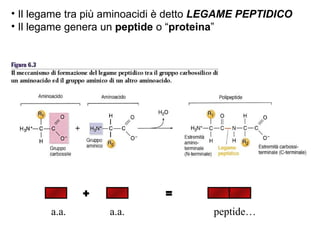 Il legame tra più aminoacidi è detto  LEGAME PEPTIDICO Il legame genera un  peptide  o “ proteina ” + = a.a. a.a. peptide… 