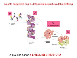 Le proteine hanno  4 LIVELLI DI STRUTTURA La sola sequenza di a.a. determina la struttura della proteina 1 a 2 a 3 a (o Tridimensionale) 4 a 