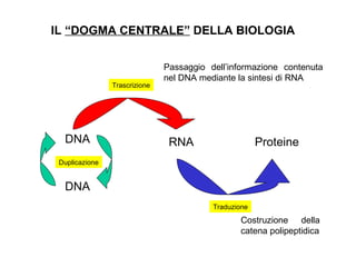 IL  “DOGMA CENTRALE”  DELLA BIOLOGIA Passaggio dell’informazione contenuta nel DNA mediante la sintesi di RNA Costruzione della catena polipeptidica DNA RNA Proteine DNA Duplicazione Trascrizione Traduzione 