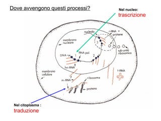 Nel nucleo: trascrizione Nel citoplasma : traduzione Dove avvengono questi processi? 