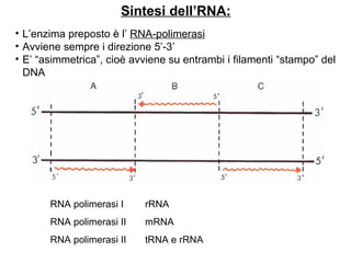 Sintesi dell’RNA: L’enzima preposto è l’  RNA-polimerasi Avviene sempre i direzione 5’-3’ E’ “asimmetrica”, cioè avviene su entrambi i filamenti “stampo” del DNA   RNA polimerasi I  rRNA    RNA polimerasi II   mRNA   RNA polimerasi II   tRNA e rRNA 