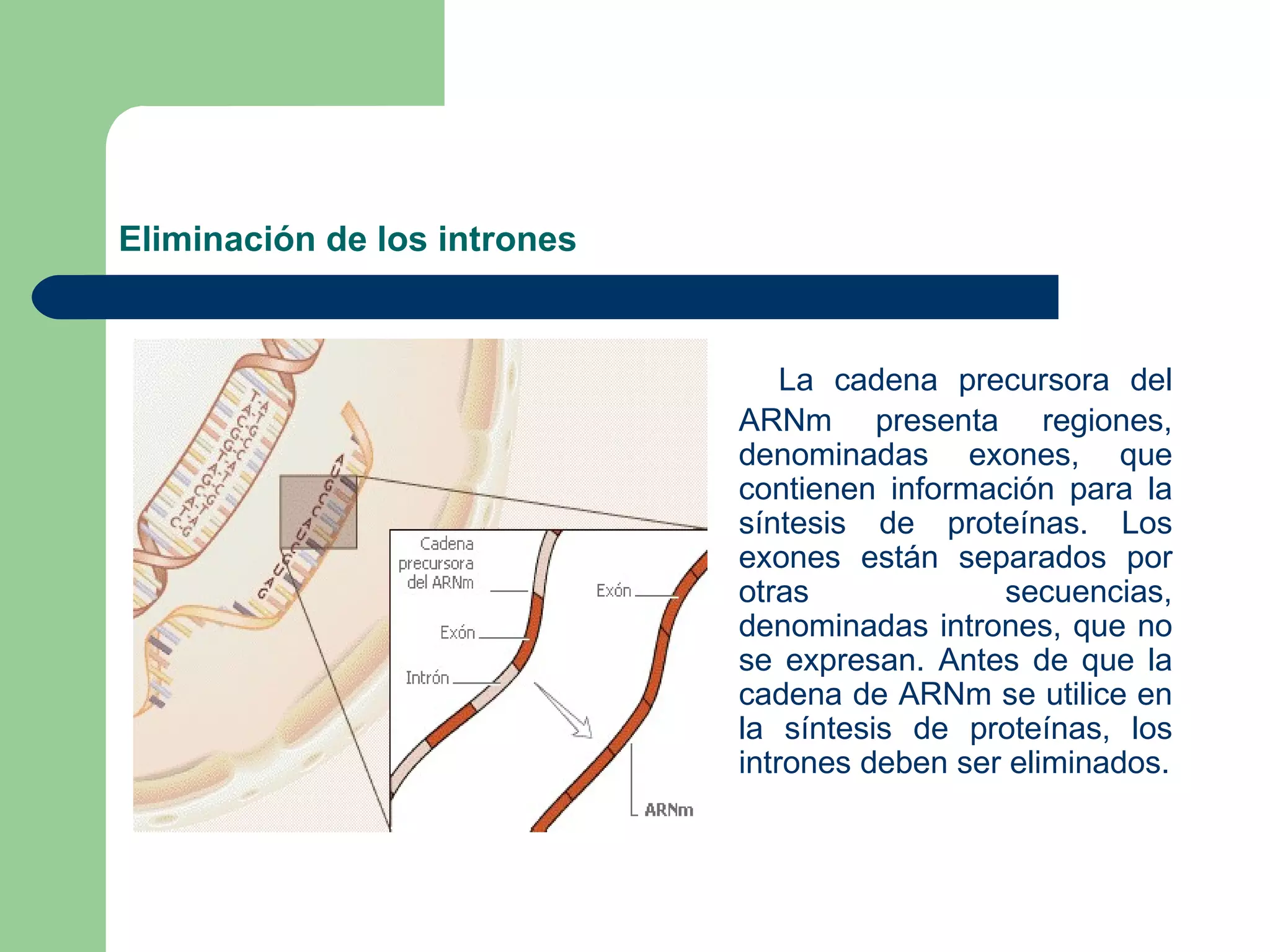 Eliminación de los intrones   La cadena precursora del ARNm presenta regiones, denominadas exones, que contienen información para la síntesis de proteínas. Los exones están separados por otras secuencias, denominadas intrones, que no se expresan. Antes de que la cadena de ARNm se utilice en la síntesis de proteínas, los intrones deben ser eliminados. 