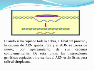 Cuando se ha copiado toda la hebra, al final del proceso ,
la cadena de ARN queda libre y el ADN se cierra de
nuevo, por apareamiento de sus cadenas
complementarias. De esta forma, las instrucciones
genéticas copiadas o transcritas al ARN están listas para
salir al citoplasma.
 