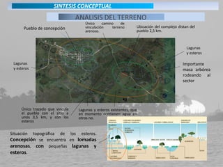 Pueblo de concepción Ubicación del complejo distan del
pueblo 2,5 km.
Lagunas y esteros existentes, que
en momento contienen agua en
otros no.
Único trazado que vincula
el pueblo con el sitio a
unos 3,5 km, y con los
esteros
Importante
masa arbórea
rodeando al
sector
Situación topográfica de los esteros.
Concepción se encuentra en lomadas
arenosas, con pequeñas lagunas y
esteros.
Lagunas
y esteros
Lagunas
y esteros
Único camino de
vinculación terreno
arenoso.
ANALISIS DEL TERRENO
SINTESIS CONCEPTUAL
 