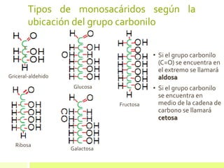Tipos de monosacáridos según la
ubicación del grupo carbonilo
• Si el grupo carbonilo
(C=O) se encuentra en
el extremo se llamará
aldosa
• Si el grupo carbonilo
se encuentra en
medio de la cadena de
carbono se llamará
cetosa
Ribosa
Griceral-aldehido
Glucosa
Galactosa
Fructosa
 
