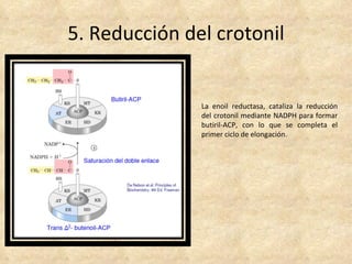 5. Reducción del crotonil La enoil reductasa, cataliza la reducción del crotonil mediante NADPH para formar butiril-ACP, c...