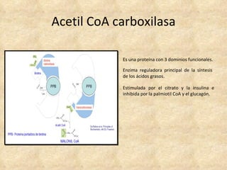 Acetil CoA carboxilasa Es una proteína con 3 dominios funcionales. Enzima reguladora principal de la síntesis de los ácidos grasos. Estimulada por el citrato y la insulina e inhibida por la palmiotil CoA y el glucagón. 