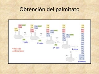 Obtención del palmitato 