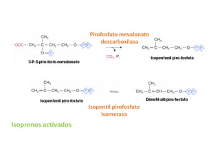 Pirofosfato mevalonato
descarboxilasa

Isopentil pirofosfato
isomerasa

Isoprenos activados

 