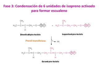 Fase 3: Condensación de 6 unidades de isopreno activado
para formar escualeno

Prenil transferasa

 