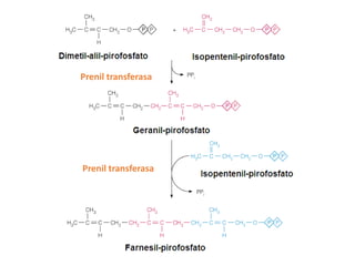 Prenil transferasa

Prenil transferasa

 