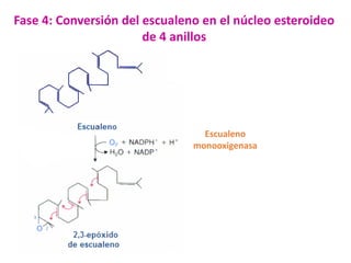 Fase 4: Conversión del escualeno en el núcleo esteroideo
de 4 anillos

Escualeno
monooxigenasa

 