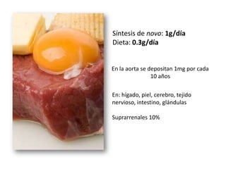 Síntesis de novo: 1g/día
Dieta: 0.3g/día

En la aorta se depositan 1mg por cada
10 años
En: hígado, piel, cerebro, tejido
nervioso, intestino, glándulas
Suprarrenales 10%

 