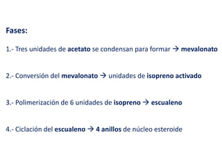 Fases:
1.- Tres unidades de acetato se condensan para formar  mevalonato
2.- Conversión del mevalonato  unidades de isopreno activado
3.- Polimerización de 6 unidades de isopreno  escualeno
4.- Ciclación del escualeno  4 anillos de núcleo esteroide

 