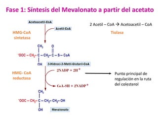 Fase 1: Síntesis del Mevalonato a partir del acetato
2 Acetil – CoA  Acetoacetil – CoA
HMG-CoA
sintetasa

HMG- CoA
reductasa

Tiolasa

Punto principal de
regulación en la ruta
del colesterol

 