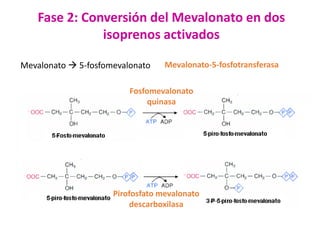 Fase 2: Conversión del Mevalonato en dos
isoprenos activados
Mevalonato  5-fosfomevalonato

Mevalonato-5-fosfotransferasa

Fosfomevalonato
quinasa

Pirofosfato mevalonato
descarboxilasa

 