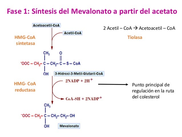 Sintesis de colesterol