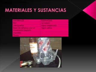 MATERIALES Y SUSTANCIAS
MATERIALES SUSTANCIAS
Bial Levadura
Manguerita Agua oxigenada
Base de refresco con un
sostenedor pegado
Agua salina
mamilita
Pinsas
 