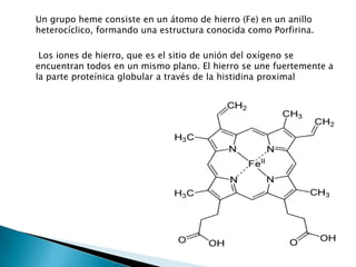 Un grupo heme consiste en un átomo de hierro (Fe) en un anillo
heterocíclico, formando una estructura conocida como Porfirina.
Los iones de hierro, que es el sitio de unión del oxígeno se
encuentran todos en un mismo plano. El hierro se une fuertemente a
la parte proteínica globular a través de la histidina proximal
 