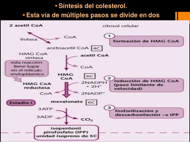 Sintesis del colesterol