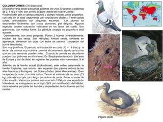 COLUMBIFORMES (310 especies)
El tamaño varía desde pequeñas palomas de unos 30 gramos a palomas
de 2. 4 kg y 74 cm. con corona (Goura victoria de Nueva Guinea)
Reconocibles por la cabeza pequeña y cuerpo robusto, picos pequeños,
con cera en la base (tegumento con corpúsculos táctiles). Tienen patas
cortas, anisodáctilas con pequeñas escamas. Las plumas se
desprenden fácilmente; con pocos plumones, piel delgada. Algunas
especies poseen coloración iridiscente en los lados del cuello. Son
granívoras, con molleja fuerte. La glándula uropigia es pequeña o está
ausente.
Generalmente, son aves gregarias. Ponen 2 huevos invariablemente;
incuban los dos sexos. Son nidícolas. Ambos sexos, similares en
apariencia, alimentan las crías con leche de paloma (secreción del
buche bilobulado).
Son muy prolíficas. El período de incubación es corto (13 – 18 días) y la
leche de paloma muy nutritiva permite el crecimiento rápido de la crías
que en dos semanas pueden volar. Cuando la comida es abundante
pueden criar pichones en el invierno. En Streptopelia decaocto (del este
de Europa y sur de Asia) se registran las puestas más numerosas: 9 al
año.
Además de la familia actual (Columbidae), este orden comprende la
familia Raphidae, que incluía tres especies (los pájaros dodos) de las
islas Mauricio y Rodriguez del Océano Ïndico (Islas Mascareñas). Eran
incapaces de volar, con alas cortas. Tenían el volumen de un pavo (23
kg), plumaje azul gris, pico largo, curvado en la punta. Patas robustas de
color amarillo. Vistos por primera vez en el año 1504 por una expedición
holandesa, se extinguieron en el siglo XVII por modificación del hábitat,
caza excesiva por parte del hombre y depredación de los huevos por los
cerdos.
cera
Pájaro Dodo
 