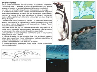 SPHENISCIFORMES
En un orden característico de aves marinas, no voladoras, buceadoras.
Comprende unas 17 especies, la mayoría del Hemisferio Sur, aunque
alcanzan el ecuador en las islas Galápagos (Spheniscus mendiculus).
Las patas son cortas y fuertes, palmadas, ubicadas atrás en el cuerpo.
El plumaje es en general blanco y negro, denso e impermeable; las plumas
están distribuidas en todo el cuerpo más que en discretas zonas (pterilos)
como en la mayoría de las aves. Las plumas se mudan y cambian en
parches. El cuerpo tiene un aislamiento adicional por una capa de grasa
debajo de la piel.
La más notable adaptación involucra sus alas. Los huesos son aplanados y
a veces fusionados de tal manera que no pueden doblarse como en otras
aves: es un eficiente dispositivo para la locomoción en el agua. Pueden
alcanzar velocidades de 14 km/h.
En la base de las alas hay una compleja red de vasos sanguíneos, en la
cual la sangre venosa fría retornando de las alas absorbe calor del cuerpo:
se pierde calor. Con quilla del esternón está muy desarrollada
La mayoría tiene el pico comprimido lateralmente, pero en los pingüinos
más grandes es largo y delgado.
Si bien se las asocia con los ambientes fríos, crían en hábitats diversos:
orillas islas ecuatoriales, playas subtropicales, praderas subantárticas e
hielo antártico. Las crías son semiprecoces.
Pueden sumergirse hasta 200 m. en busca de comida .
El pingüino emperador Aptenodytes forsteri ayuna 115 días incubando un
huevo entre las patas.
Esqueleto del miembro anterior
 