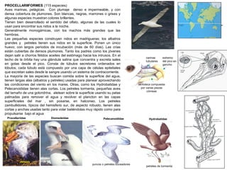 petreles
narinas
tubulares
extremo
del pico en
gancho
ranfoteca compuesta
por varias piezas
córneas
PROCELLARIIFORMES (115 especies)
Aves marinas, pelágicas. Con plumaje denso e impermeable, y con
densa cobertura de plumones. Son blancas, negras, marrones o grises y
algunas especies muestran colores brillantes.
Tienen bien desarrollado el sentido del olfato, algunas de las cuales lo
usan para encontrar sus nidos a la noche.
Generalmente monogámicas, con los machos más grandes que las
hembras.
Las pequeñas especies construyen nidos en madrigueras; los albatros
grandes y petreles tienen sus nidos en la superficie. Ponen un único
huevo; con largos períodos de incubación (más de 60 días). Las crías
están cubiertas de densos plumones. Tanto los padres como los jóvenes
dejan salir a chorros fétidos aceites del estómago hacia los intrusos. En el
techo de la órbita hay una glándula salina que concentra y excreta sales
en gotas desde el pico. Consta de túbulos secretores ordenados en
lóbulos; cada túbulo está compuesto por una capa de células epiteliales
que excretan sales desde la sangre usando un sistema de contracorriente.
La mayoría de las especies buscan comida sobre la superficie del agua,
tienen largas alas (albatros y petreles) usadas para planear aprovechando
las condiciones del viento en los mares. Otras, como los Hydrobatidae y
Pelecanoididae tienen alas cortas. Los petreles tormenta, pequeñas aves
del tamaño de una golondrina, aletean sobre la superficie usando su patas
palmadas para remover el agua y revolver el plancton en las capas
superficiales del mar , sin posarse, en halconeo. Los petreles
zambullidores, típicos del hemisferio sur, de aspecto robusto, tienen alas
cortas y anchas usadas tanto para volar batiéndolas muy rápido como para
propulsarse bajo el agua
Procellariidae Diomedeidae
albatros
HydrobatidaePelecanoididae
yuncos o petreles buceadores
petreles de tormenta
petreles
 