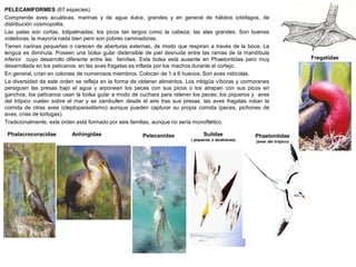 Phalacrocoracidae PelecanidaeAnhingidae Sulidae
( piqueros o alcatraces)
Phaetontidae
(aves del trópico)
PELECANIFORMES (67 especies).
Comprende aves acuáticas, marinas y de agua dulce, grandes y en general de hábitos ictiófagos, de
distribución cosmopolita.
Las patas son cortas, totipalmadas; los picos tan largos como la cabeza; las alas grandes. Son buenas
voladoras, la mayoría nada bien pero son pobres caminadoras.
Tienen narinas pequeñas o carecen de aberturas externas, de modo que respiran a través de la boca. La
lengua es diminuta. Poseen una bolsa gular distensible de piel desnuda entre las ramas de la mandíbula
inferior cuyo desarrollo diferente entre las familias. Esta bolsa está ausente en Phaetontidae pero muy
desarrollada en los pelícanos; en las aves fragatas es inflada por los machos durante el cortejo.
En general, crían en colonias de numerosos miembros. Colocan de 1 a 6 huevos. Son aves nidícolas.
La diversidad de este orden se refleja en la forma de obtener alimentos. Los mbigúa víboras y cormoranes
persiguen las presas bajo el agua y arponean los peces con sus picos o los atrapan con sus picos en
ganchos, los pelícanos usan la bolsa gular a modo de cuchara para retener los peces; los piqueros y aves
del trópico vuelan sobre el mar y se zambullen desde el aire tras sus presas; las aves fragatas roban la
comida de otras aves (cleptoparasitismo) aunque pueden capturar su propia comida (peces, pichones de
aves, crías de tortugas).
Tradicionalmente, este orden está formado por seis familias, aunque no sería monofilético.
Fregatidae
 