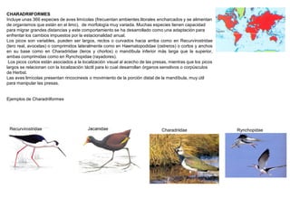 CHARADRIIFORMES
Incluye unas 366 especies de aves limícolas (frecuentan ambientes litorales encharcados y se alimentan
de organismos que están en el limo), de morfología muy variada. Muchas especies tienen capacidad
para migrar grandes distancias y este comportamiento se ha desarrollado como una adaptación para
enfrentar los cambios impuestos por la estacionalidad anual.
Los picos son variables, pueden ser largos, rectos o curvados hacia arriba como en Recurvirostridae
(tero real, avocetas) o comprimidos lateralmente como en Haematopodidae (ostreros) o cortos y anchos
en su base como en Charadriidae (teros y chorlos) o mandíbula inferior más larga que la superior,
ambas comprimidas como en Rynchopidae (rayadores).
Los picos cortos están asociados a la localización visual al acecho de las presas, mientras que los picos
largos se relacionan con la localización táctil para lo cual desarrollan órganos sensitivos o corpúsculos
de Herbst.
Las aves limícolas presentan rincocinesis o movimiento de la porción distal de la mandíbula, muy útil
para manipular las presas.
Ejemplos de Charadriiformes
RynchopidaeJacanidaeRecurvirostridae Charadriidae
 