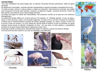 Ciconiidae Threskiornithidae
Ardeidae
CICONIFORMES
Son aves vadeadoras (de patas largas) que, en general, frecuentan terrenos pantanosos, orillas de aguas
tranquilas.
De distribución cosmopolita, la familia está bien representada en regiones tropicales y templadas del mundo.
El cuello es largo, el lorum o toda la cabeza y cuellos son desnudos. Caja torácica es reducida, las costillas
poco numerosas. El buche está reducido o ausente y la glándula uropigia coronada de plumón. Tienen las
alas grandes y provistas de once o doce rémiges primarias.
Las patas son largas con dedos bien desarrollados, tres anteriores reunidos en la base por una membrana
(brevipalmado).
Las diferentes familias difieren en la forma del pico. Por ejemplo, en Ardeidae (garzas) el pico es largo y
usado a modo de lanza o arpón; en Ciconiidae (cigüeñas) es recto y fino o con leve curvatura en el extremo
mientras que en Threskiornithidae (cuervillos de cañada, espátulas rosadas) es largo y curvado o ancho con
la punta a modo de cuchara y un surco desde las narinas hasta el extremo ya que se alimentan en aguas
someras donde buscan el alimento sondeando el barro con sus picos un poco abiertos y parcialmente
hundidos en el agua mientras balancean la cabeza de un lado a otro .
El plumaje es igual en ambos sexos. Generalmente anidan en colonias y colocan sus nidos en árboles.
Los huevos son de color uniforme. Las crías son altriciales o semialtriciales.
 